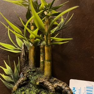 Aquarium bamboo plant.